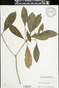 Osmanthus americanus image