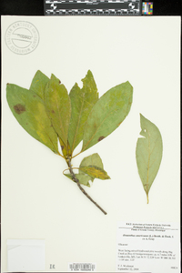 Osmanthus americanus image