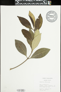 Osmanthus americanus image