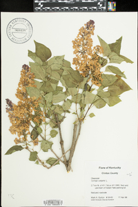 Syringa vulgaris image