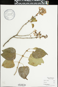 Syringa vulgaris image