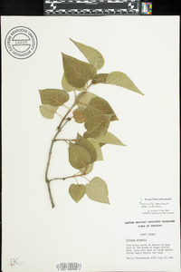 Syringa vulgaris image