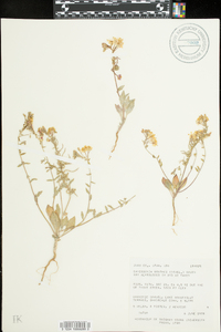 Eremothera boothii image