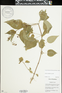 Circaea canadensis image