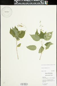 Circaea canadensis image