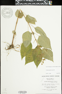 Circaea canadensis image