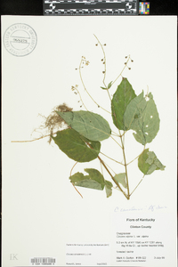 Circaea canadensis image