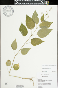 Circaea canadensis image