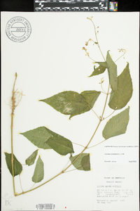 Circaea canadensis image