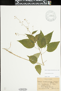 Circaea canadensis image