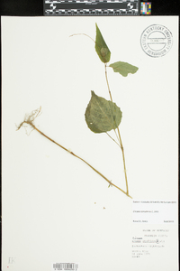 Circaea canadensis image