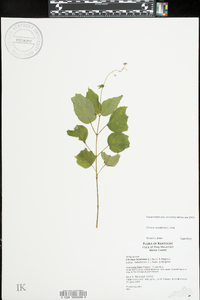 Circaea canadensis image