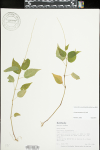 Circaea canadensis image