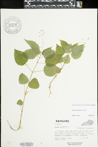 Circaea canadensis image