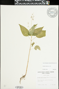 Circaea canadensis image