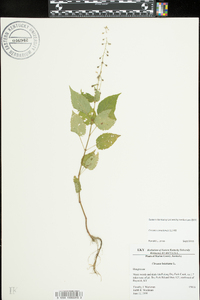 Circaea canadensis image