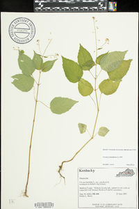 Circaea canadensis image