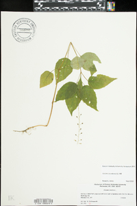 Circaea canadensis image