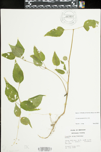 Circaea canadensis image