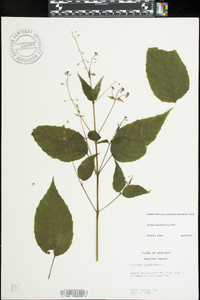 Circaea canadensis image