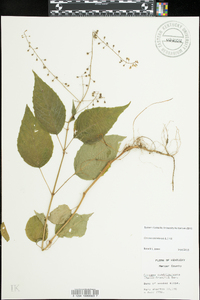 Circaea canadensis image