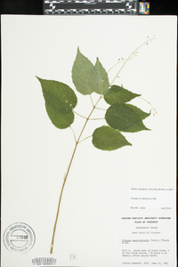 Circaea canadensis image