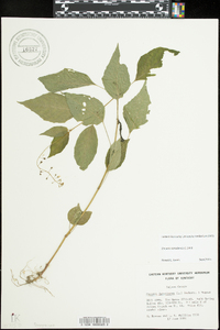 Circaea canadensis image