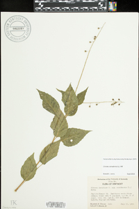 Circaea canadensis image