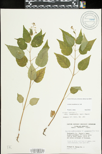 Circaea canadensis image