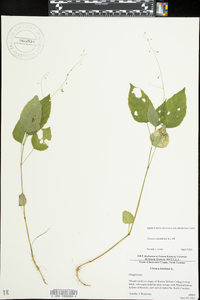 Circaea canadensis image