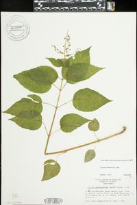 Circaea canadensis image