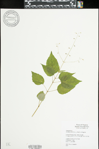 Circaea canadensis image