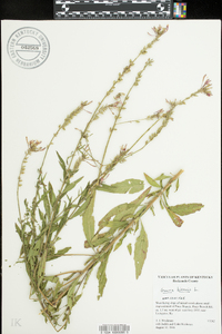 Oenothera gaura image