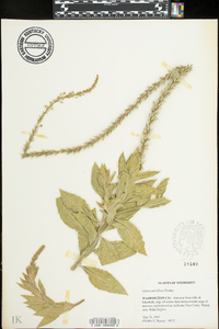 Oenothera curtiflora image