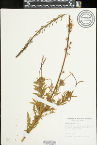 Oenothera sinuosa image