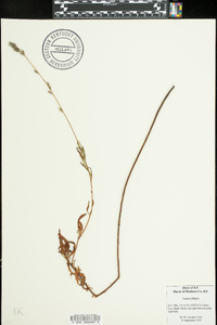 Oenothera filipes image