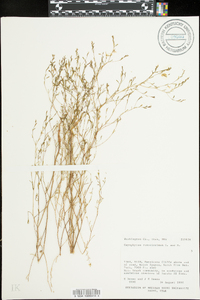 Gayophytum ramosissimum image