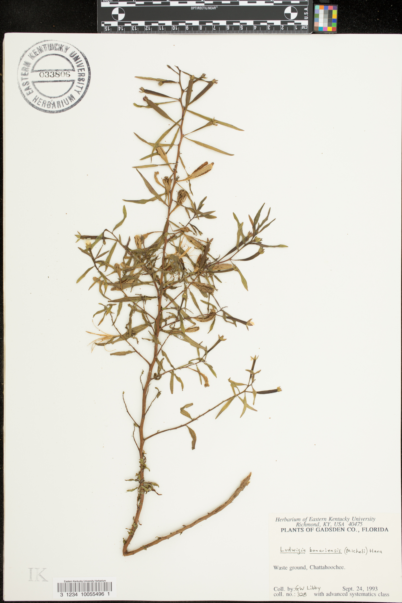 Ludwigia bonariensis image