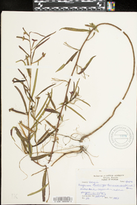 Ludwigia bonariensis image