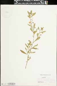 Ludwigia leptocarpa image