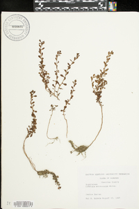 Ludwigia microcarpa image