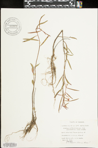 Ludwigia octovalvis image