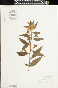 Ludwigia peruviana image