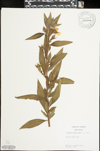 Ludwigia peruviana image