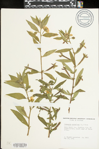 Ludwigia peruviana image