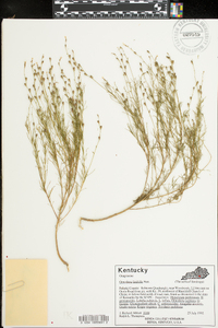 Oenothera linifolia image