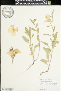 Oenothera speciosa image