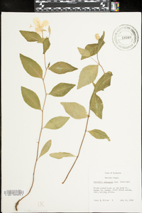 Oenothera tetragona image