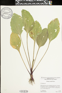 Plantago rugelii image