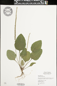 Plantago rugelii image